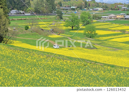 Azumino spring rape blossoming satoyama 126013432