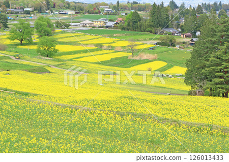 Azumino春天油菜開花satoyama 126013433