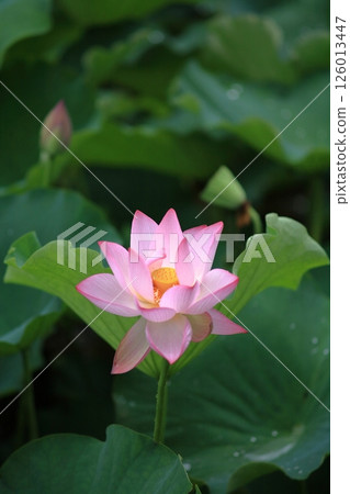 Landscape with lotus flowers 126013447