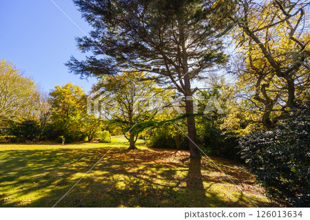 Seawinds Garden in Mornington Peninsula Australia 126013634