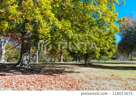 Seawinds Garden in Mornington Peninsula Australia 126013635