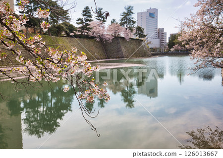 Fukui Castle ruins moat with cherry blossoms in full bloom Fukui Castle ruins moat with cherry blossoms in full bloom 126013667