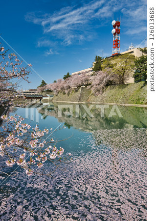 福井城遺址護城河櫻花盛開 126013688