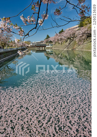 Fukui Castle ruins moat with cherry blossoms in full bloom Fukui Castle ruins moat with cherry blossoms in full bloom 126013689