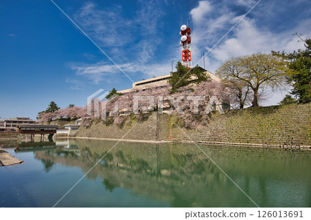 Fukui Castle ruins moat with cherry blossoms in full bloom Fukui Castle ruins moat with cherry blossoms in full bloom 126013691
