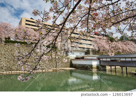 福井城遺址護城河櫻花盛開 126013697