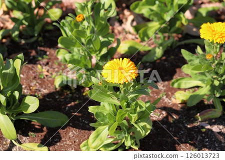 冬季，盛開的金盞花 126013723