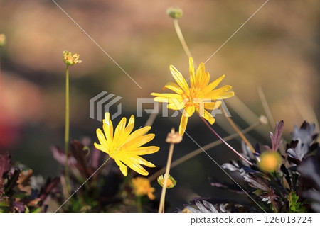 冬季歐洲大戟花 126013724