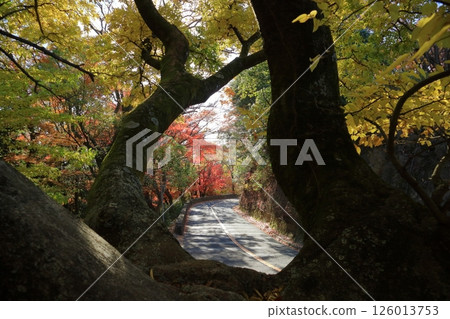Road with autumn leaves Road with autumn leaves 126013753