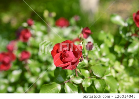 red rose rose garden flower material red rose rose garden flower material 126014045