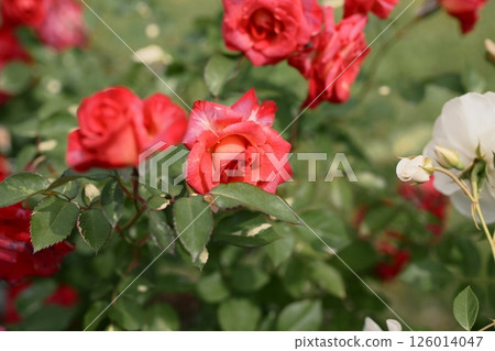 紅玫瑰玫瑰花園花卉材料 紅玫瑰玫瑰花園花卉材料 126014047