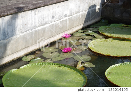 Lotus flowers at Mendut Buddhist Monastery, Yogyakarta, Indonesia Lotus flowers at Mendut Buddhist Monastery, Yogyakarta, Indonesia 126014195