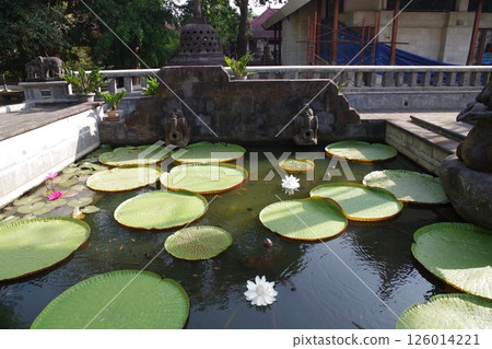 印尼日惹 Mendut 佛教寺院的睡蓮 126014221