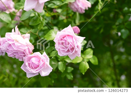 Pink roses, rose flowers, flowers, early summer, summer, material 126014273