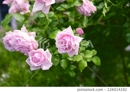 粉紅玫瑰，玫瑰花朵，鮮花，初夏，夏季，素材 126014282