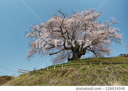 閃耀在藍天的櫻花 126014340