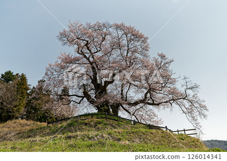 一棵盛開的櫻花樹 126014341