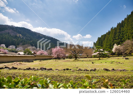 Spring at Ichijodani Asakura Clan Ruins 126014460