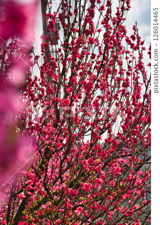 Spring at Ichijodani Asakura Clan Ruins 126014465