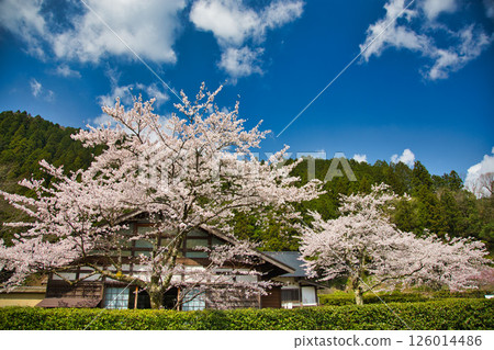 Spring at Ichijodani Asakura Clan Ruins 126014486