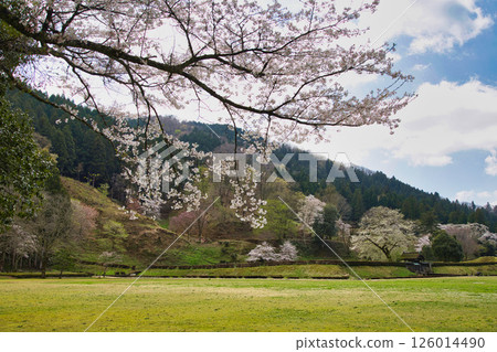 一乘谷朝倉氏遺跡的春天 126014490