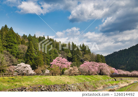 一乘谷朝倉氏遺跡的春天 一乘谷朝倉氏遺跡的春天 126014492