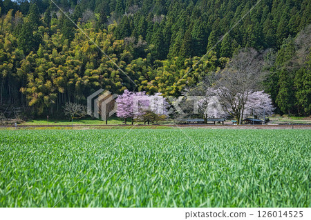 Spring at Ichijodani Asakura Clan Ruins 126014525
