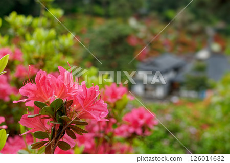 紅杜鵑花 126014682