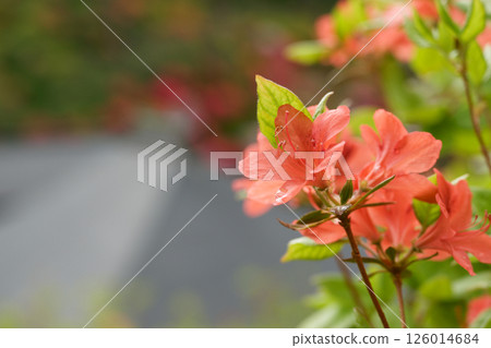 紅杜鵑花 126014684