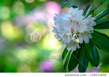 White rhododendron flower White rhododendron flower 126014690