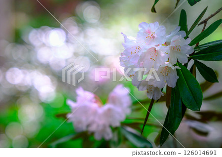 White rhododendron flower White rhododendron flower 126014691