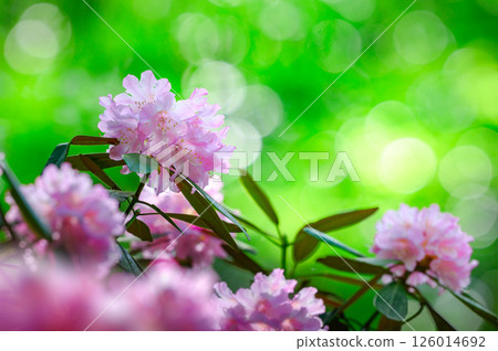 Beautiful pink rhododendron Beautiful pink rhododendron 126014692