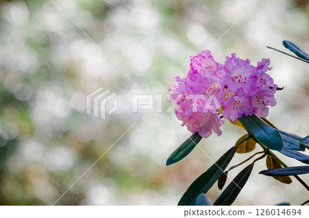 Beautiful pink rhododendron Beautiful pink rhododendron 126014694