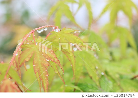 Leaves wet with water droplets Leaves wet with morning dew Leaves wet with water droplets Leaves wet with morning dew 126014794