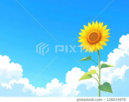 Sunflower and blue sky Sunflower and blue sky 126014976