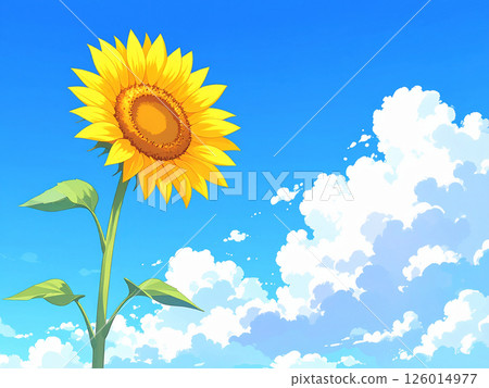 Sunflower and blue sky Sunflower and blue sky 126014977