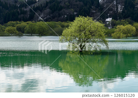 反射新綠色的湖表面 126015120