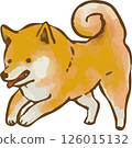 興奮的柴犬 126015132