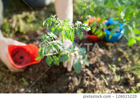 Plant tomato seedlings Plant tomato seedlings 126015220