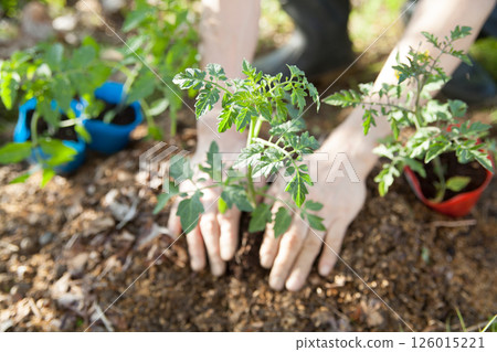 Plant tomato seedlings Plant tomato seedlings 126015221