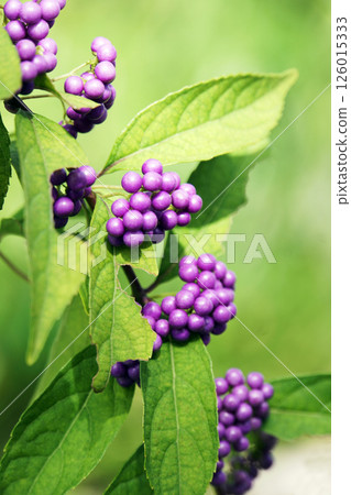 A Japanese bead tree with small purple berries in September A Japanese bead tree with small purple berries in September 126015333