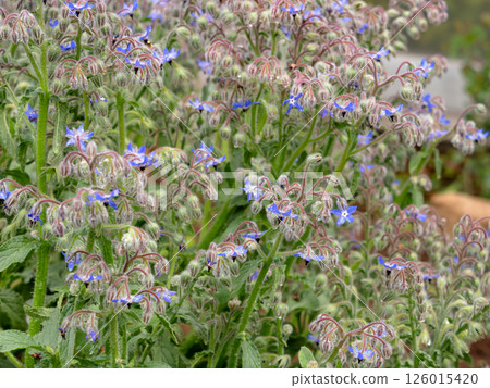 琉璃苣，堇菜科 126015420