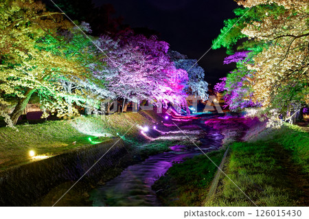 夜晚的櫻花被燈光照亮 126015430