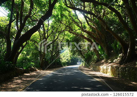 A winding road through a dense forest, illuminated by sunbeams filtering through lush foliage, creating a serene and enchanting atmosphere. 126015572