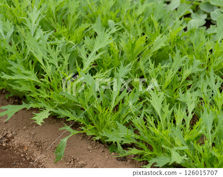 Kei Mizuki Kei Mizuki 126015707