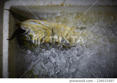 Fresh Dorado 126015897