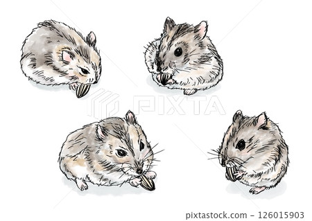 Various poses set of Djungarian hamsters drawn in watercolor style eating sunflower seeds Various poses set of Djungarian hamsters drawn in watercolor style eating sunflower seeds 126015903