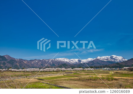 Katsuyama Benten Cherry Blossoms and the Kuzuryu Riverside in Spring Katsuyama Benten Cherry Blossoms and the Kuzuryu Riverside in Spring 126016089