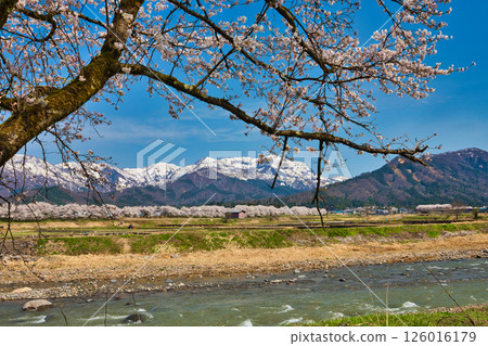 勝山弁天櫻花與春天的九頭龍川畔 126016179