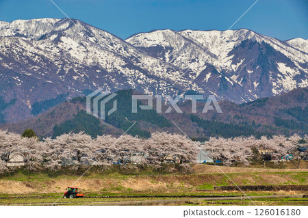 勝山弁天櫻花與春天的九頭龍川畔 126016180